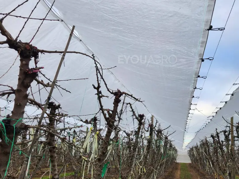 a cherry orchard with eyouagro's clear rain covers installed above the trees, protecting the ripe fruit.