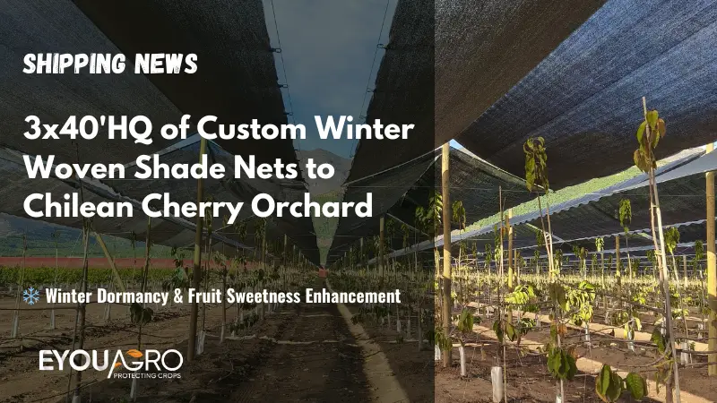 shipping new winter woven shade nets to chilean cherry orchard