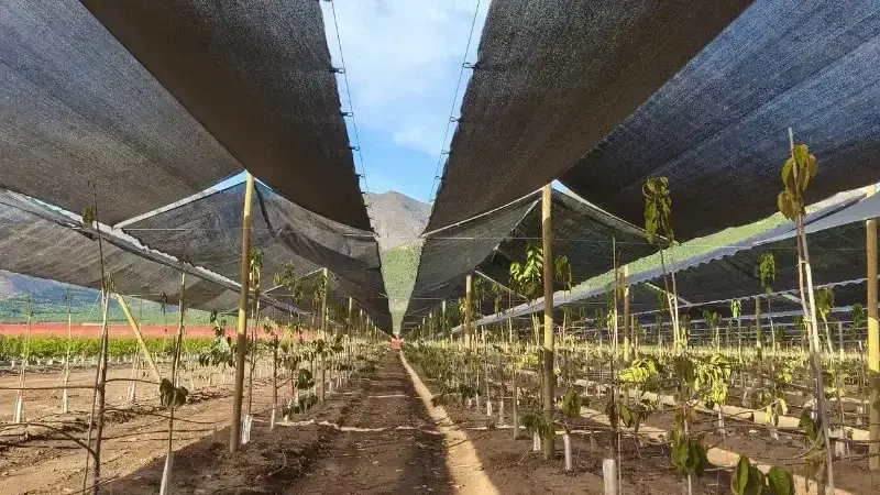 Woven winter chilling net installed on a commercial cherry orchard for dormancy management.