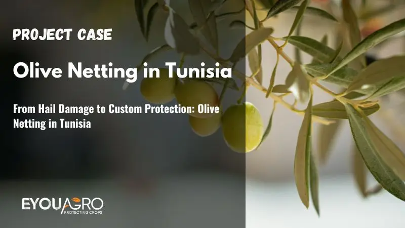 From Hail Damage to Custom Protection: Olive Netting in Tunisia