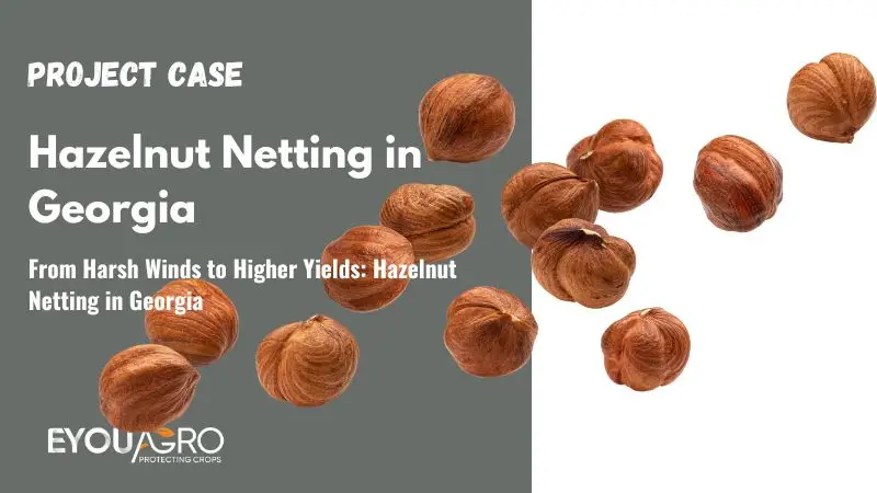 From Harsh Winds to Higher Yields: Hazelnut Netting in Georgia