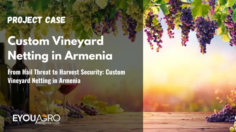 From Hail Threat to Harvest Security: Custom Vineyard Netting in Armenia