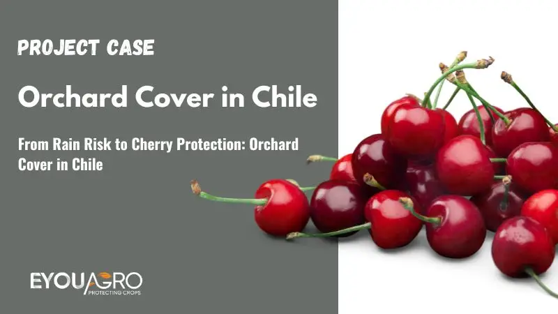 From Rain Risk to Cherry Protection: Orchard Cover in Chile