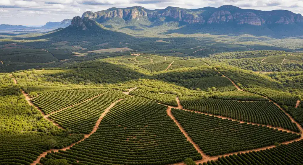 Vue aérienne d'un immense verger d'avocats à Limpopo, en Afrique du Sud, mettant en évidence l'ampleur de l'exploitation agricole de Limpopo Valley Growers.