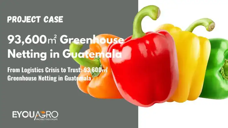 Logisztikai válságtól a bizalomig: 93,600 XNUMX m² üvegházhatású háló Guatemalában