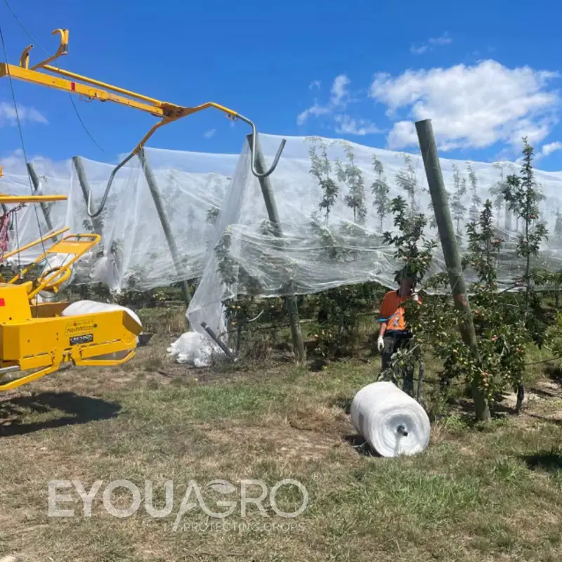 Avocado Orchard Netting for Crop Protection