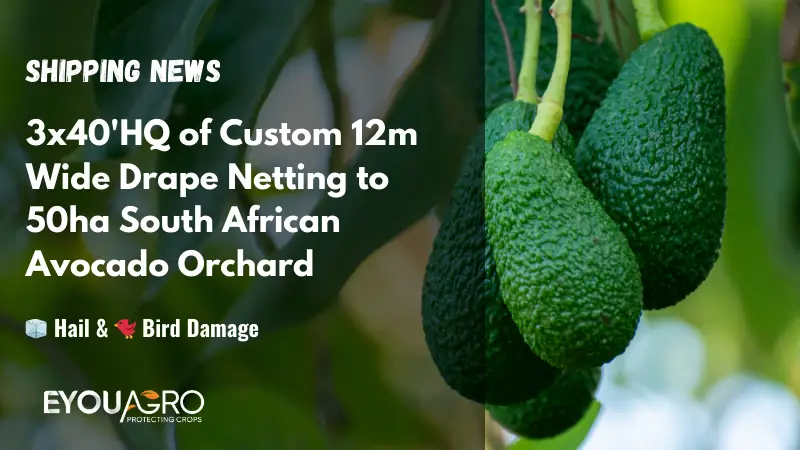 3x40'HQ of Custom 12m Wide Drape Netting to 50ha South African Avocado Orchard