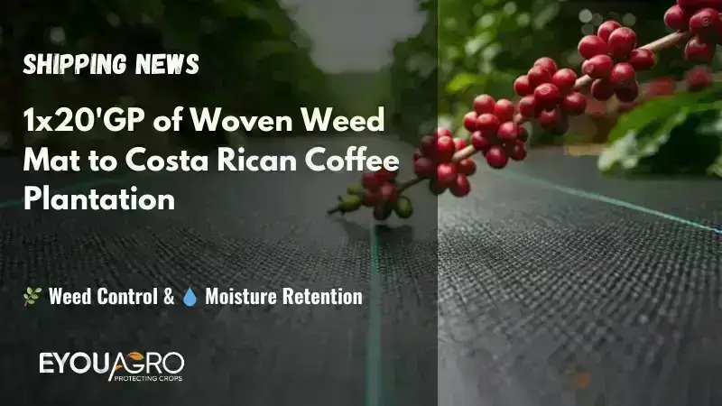 shipping new costa rican coffee plantation