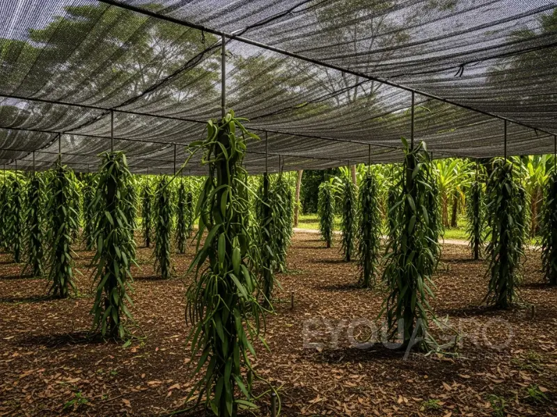 A vanilla plantation with EyouAgro's 40% shade netting installed overhead, protecting the orchids.
