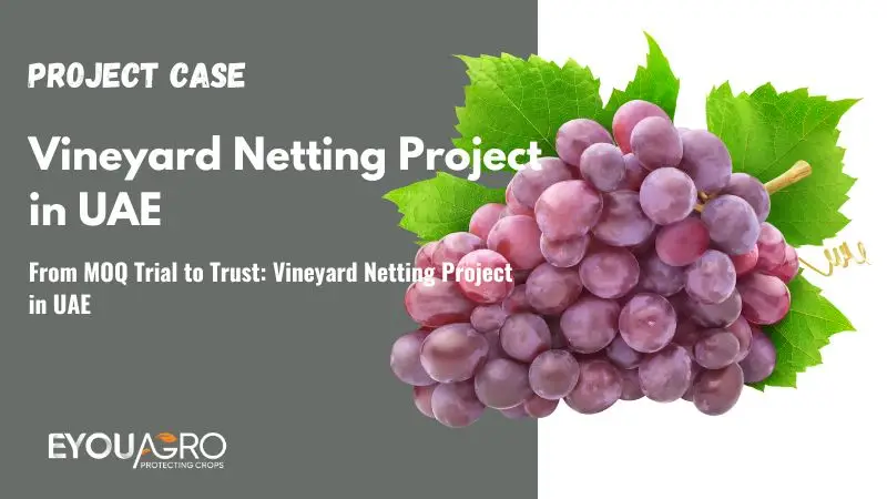 From MOQ Trial to Trust: Vineyard Netting Project in UAE