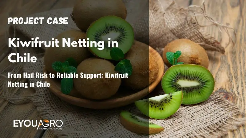 From Hail Risk to Reliable Support: Kiwifruit Netting in Chile