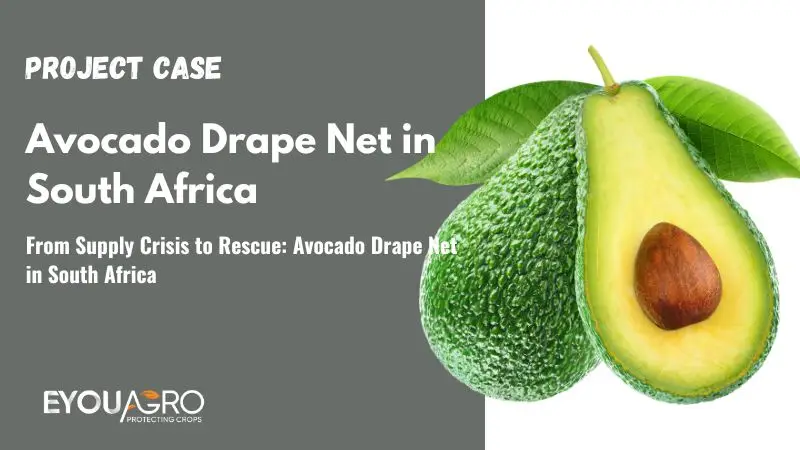 From Supply Crisis to Rescue: Avocado Drape Net in South Africa