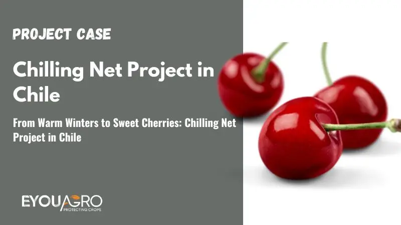 From Warm Winters to Sweet Cherries: Chilling Net Project in Chile