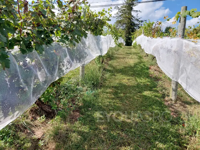a sunny vineyard with side netting installed on the trellises, protecting ripe grape clusters from birds.