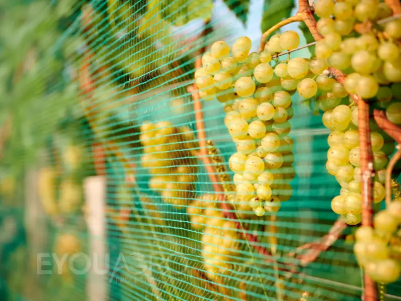 japanese vineyard with eyouagro's side netting