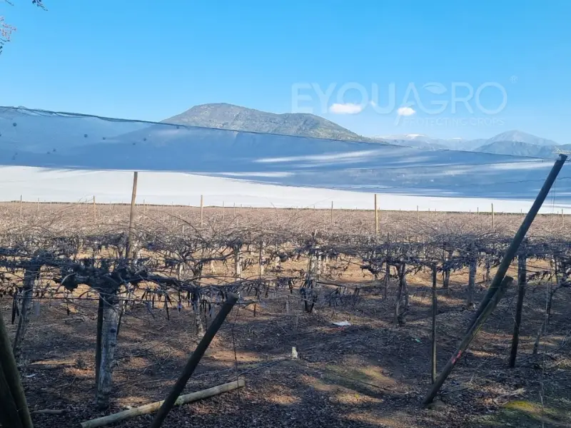 quad crossover net installed, protecting the vines below