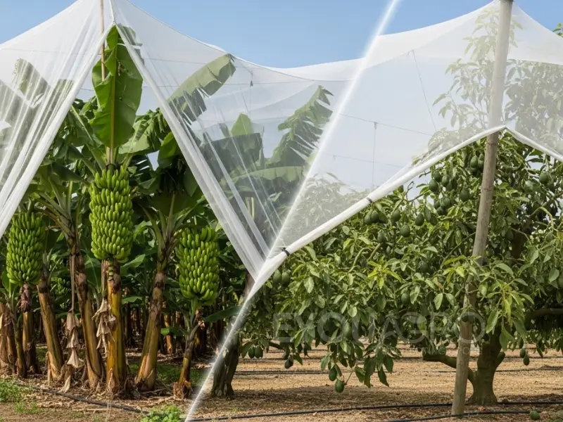 hail netting protecting both banana plants and avocado trees