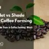 Filets d'ombrage ou arbres d'ombrage dans la culture du café : lequel est le meilleur ?