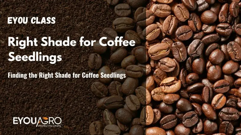 shade for coffee seeding