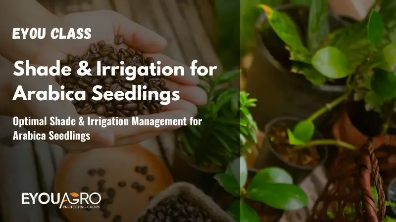 Optimal Shade & Irrigation Management for Arabica Seedlings