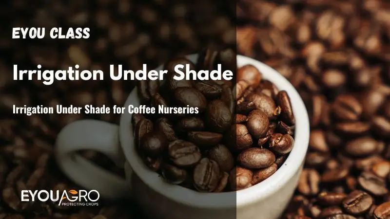 Irrigation Under Shade for Coffee Nurseries