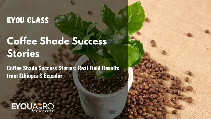 Coffee Shade Success Stories