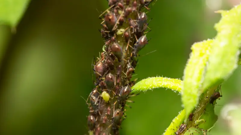 aphids