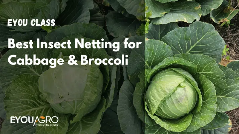 best insect netting for cabbage & broccoli