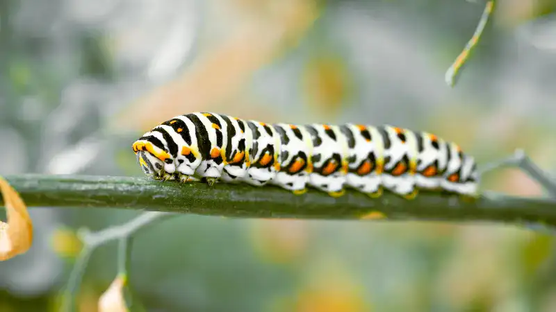 caterpillar