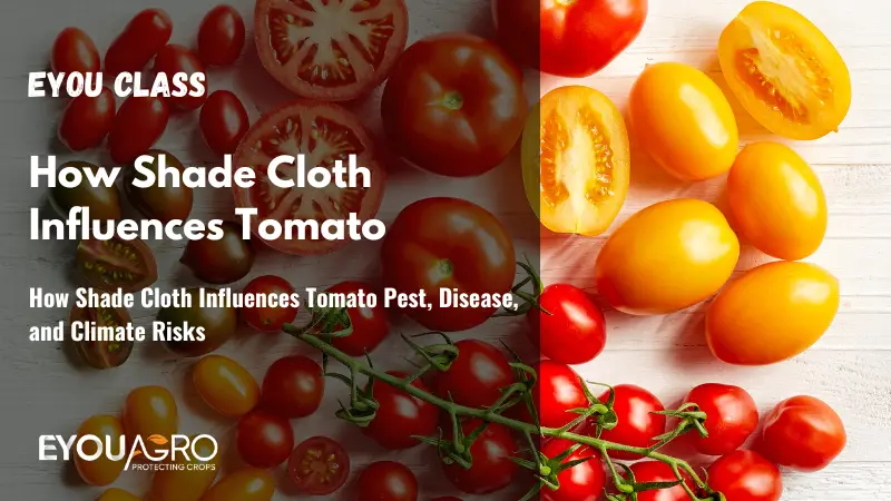 how shade cloth influences tomato pest, disease, and climate risks