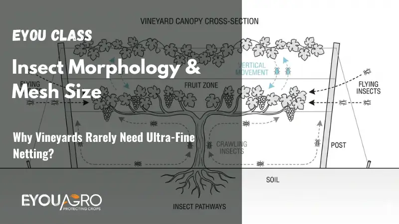 insect morphology & mesh size