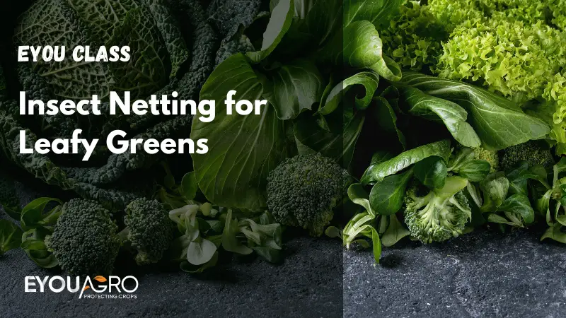 insect netting for leafy greens