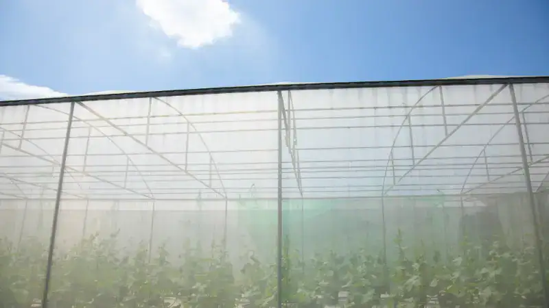 insect net