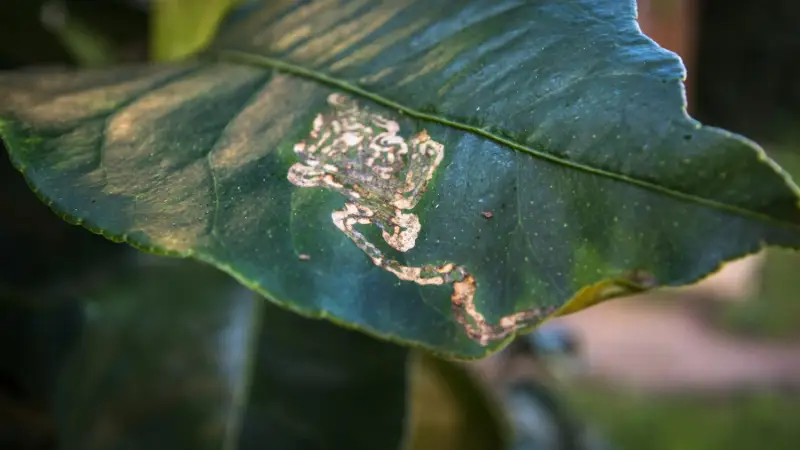 leafminers