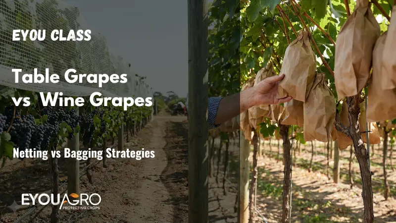 Table grapes and wine grapes protection methods comparison