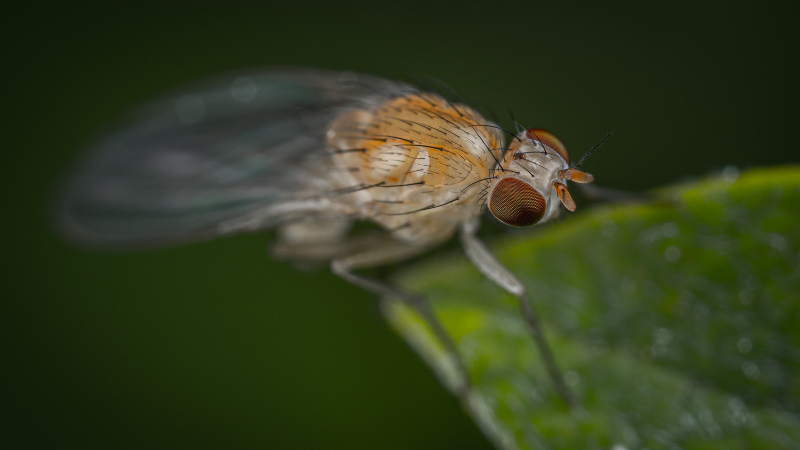 spotted wing drosophila