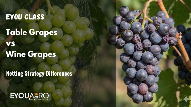 table grape appearance vs wine grape quality
