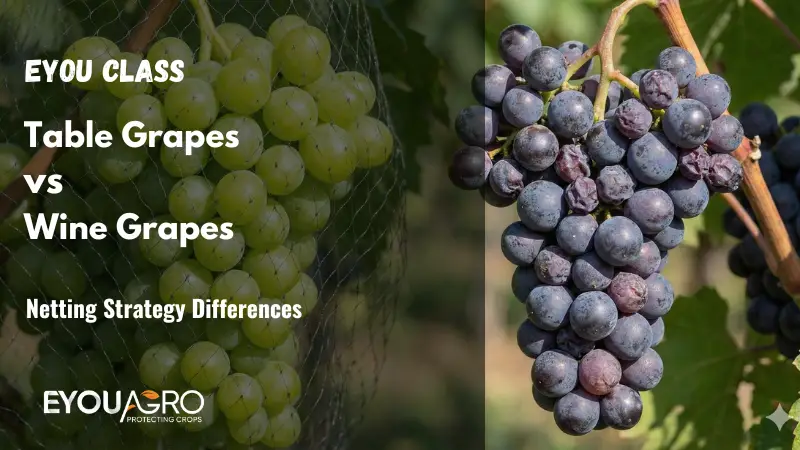 table grape appearance vs wine grape quality