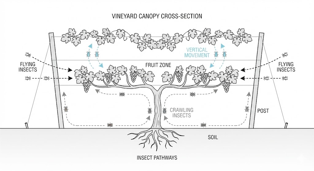 Insect entry pathways into vineyard fruit zone