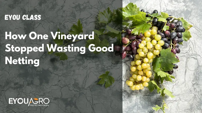 Cómo un viñedo dejó de desperdiciar buenas redes