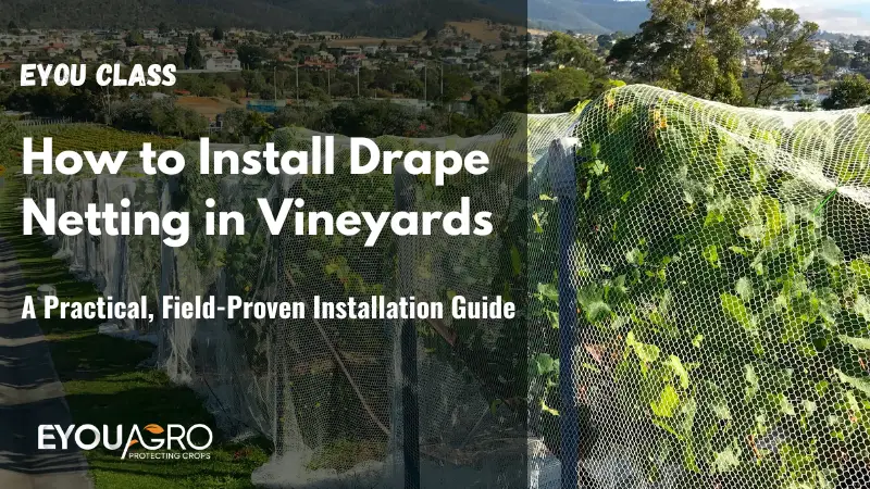 how to install drape netting in vineyards