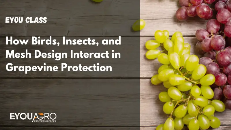 reti fotoselettive: ingegneria della qualità della luce e il suo impatto sulla fisiologia dell'uva (1)