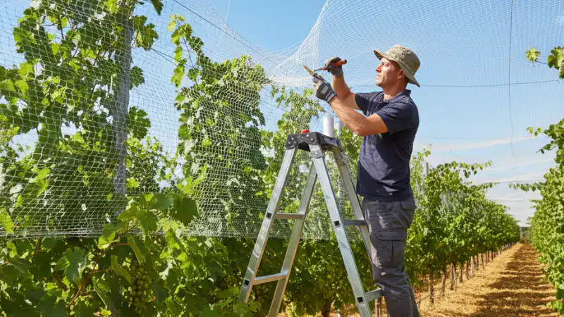 repair vineyard net