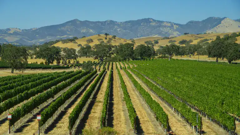 High-UV vineyard netting protecting grape rows