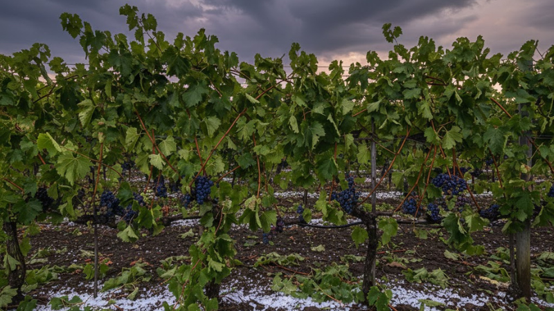 vigneto dopo la grandine