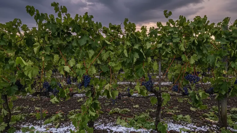 vinice po krupobití