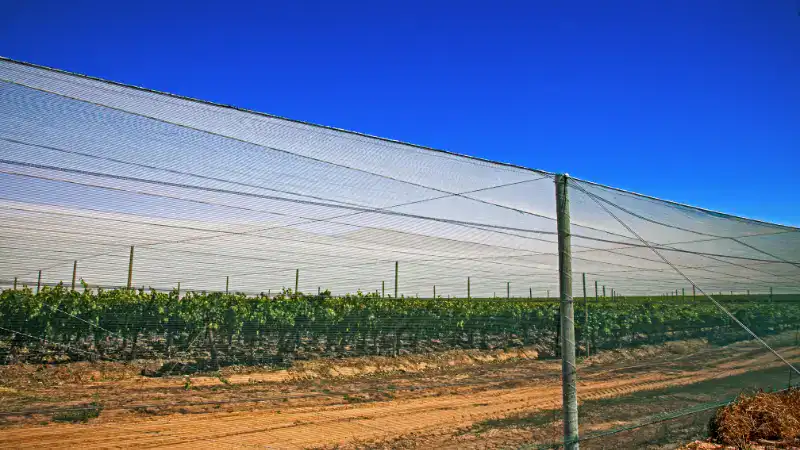 vineyard net (2)