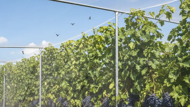 rete per vigneto