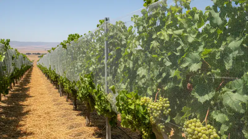 white vineyard net