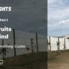 frutas cítricas del viento